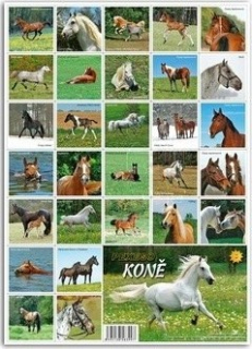 PEXESO KONĚ 